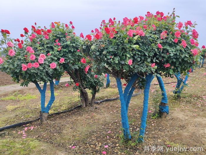 古桩月季不一样的树状月季，还可以开出各色的彩色月季树(图2)