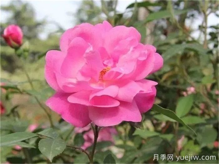 月季史诗,被中国70多个城市选为市花的月季,究竟有怎样的魅力?(图2) 月季史诗,被中国70多个城市选为市花的月季,究竟有怎样的魅力?(图2)