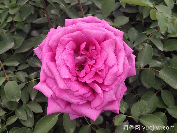 月季，市花之最，东西方的混血美人(图1)