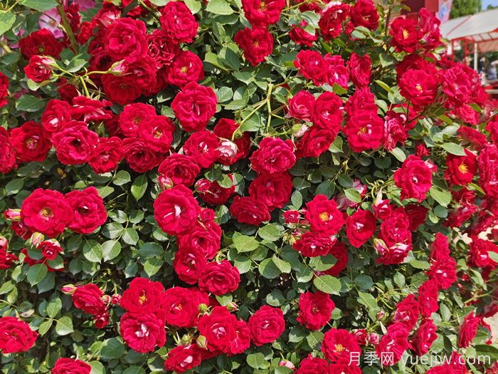 月季，市花之最，东西方的混血美人(图3)