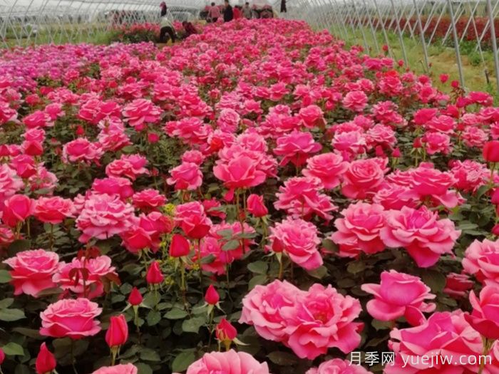 香飘九州,南阳月季何以花满天下?(图1) 香飘九州,南阳月季何以花满天下?(图1)