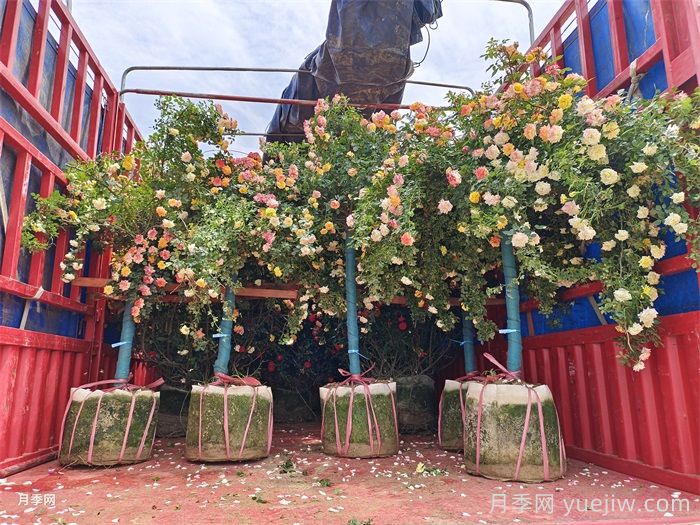 香飘九州,南阳月季何以花满天下?(图2) 香飘九州,南阳月季何以花满天下?(图2)