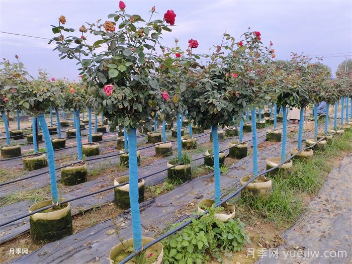 树状月季的价格，南阳产地为什么这么便宜？(图1)