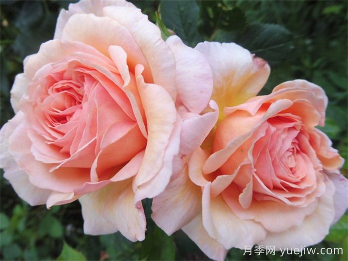 有果香味浓郁的品种有哪些？(图2)