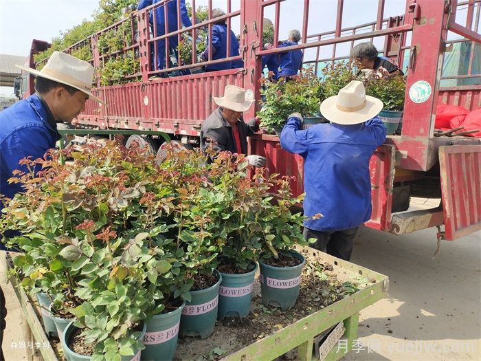 如何在夏季提升月季苗栽植成活率?(图3) 如何在夏季提升月季苗栽植成活率?(图3)
