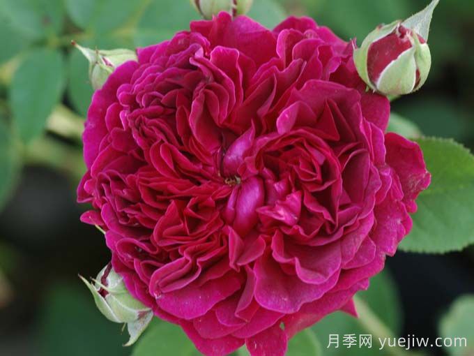 精选10款高颜值欧月月季，让你爱到心坎里(图3)