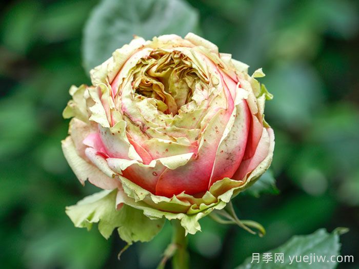 3个僵尸月季品种，花苞打不开，选择需谨慎(图1)