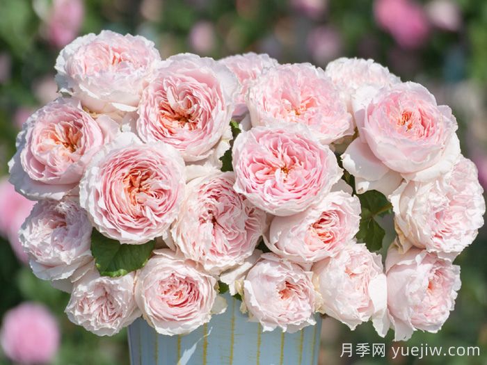 月季品种那么多，为什么中国月季没有地位没有市场？(图3)