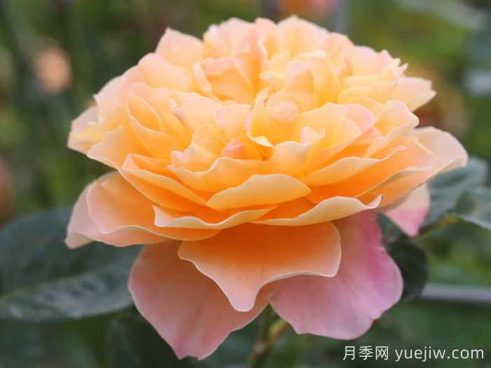 养棵印象派月季，花朵又美又香，四季都有花看(图1)