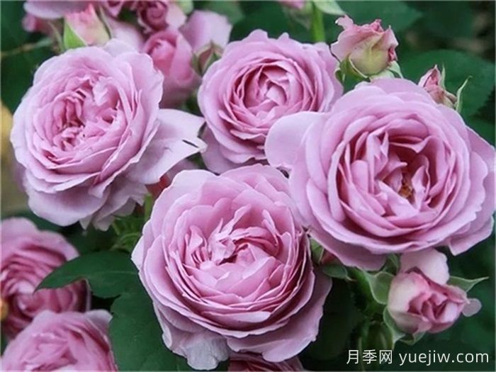 热门50种月季花品种展示，每一种都独特美丽(图1)