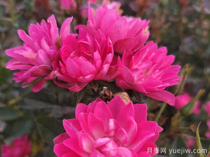 热门50种月季花品种展示，每一种都独特美丽(图9)