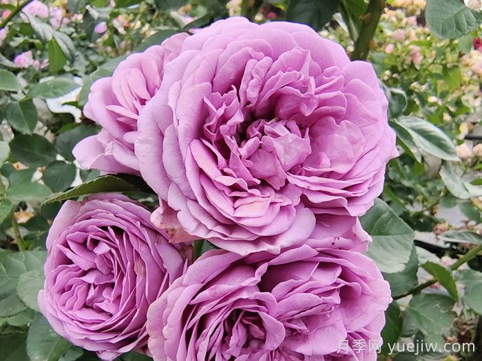 热门50种月季花品种展示，每一种都独特美丽(图12)