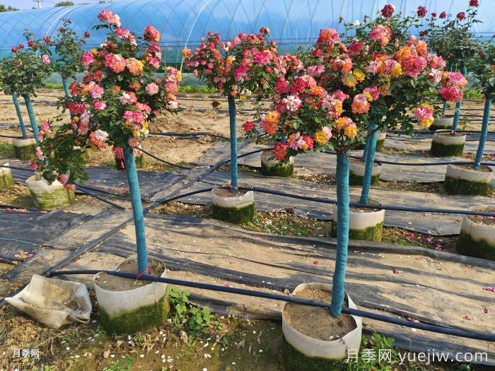 月季3年没换土，新芽却茂盛，如何做的？(图2)