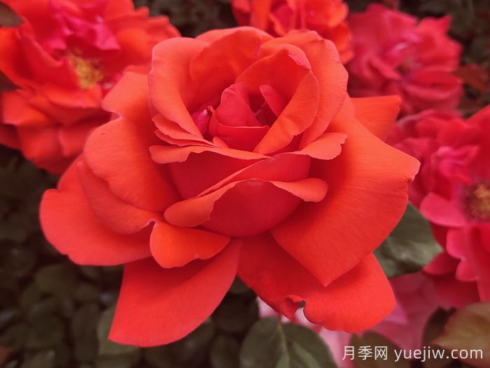 五种大花月季品种，花香浓郁，花朵巴掌大(图1)