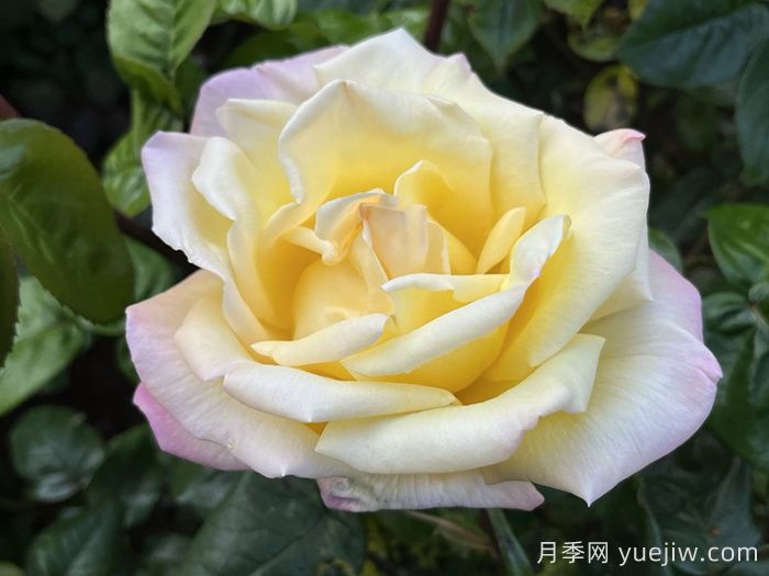 五种大花月季品种，花香浓郁，花朵巴掌大(图2)