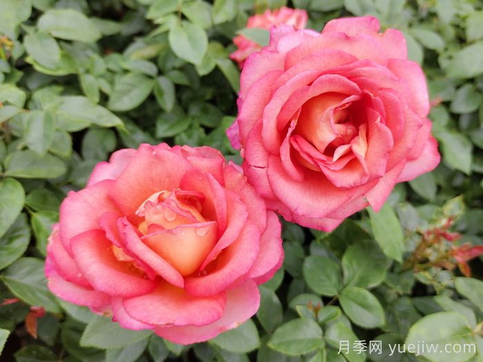 五种大花月季品种，花香浓郁，花朵巴掌大(图4)