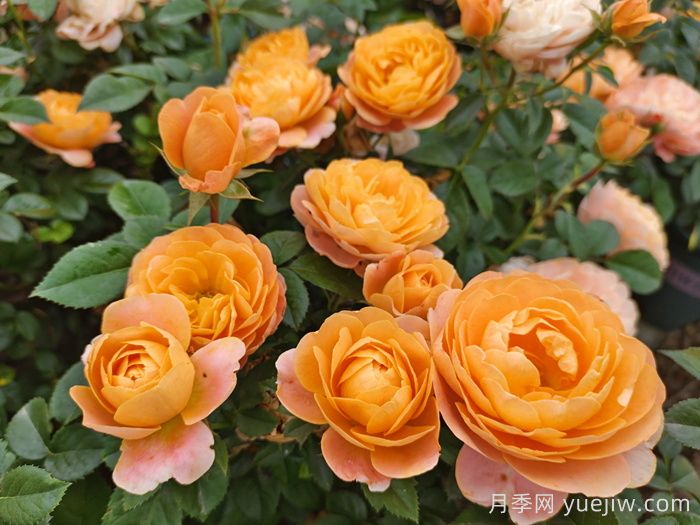 15款经典月季花，好看好养，月季花开看花海！(图1)