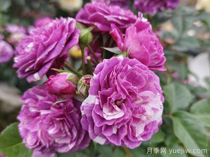 15款经典月季花，好看好养，月季花开看花海！(图3)