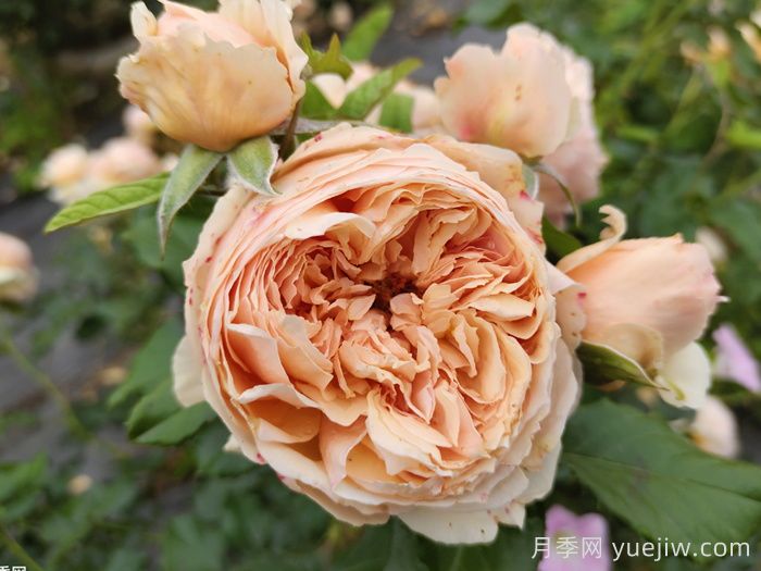 15款经典月季花，好看好养，月季花开看花海！(图6)