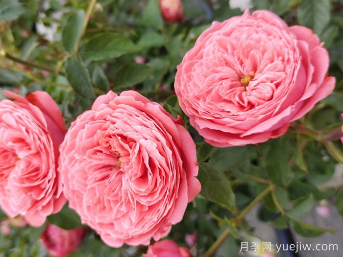 关于月季花颜色寓意，你不知道的花语(图2)