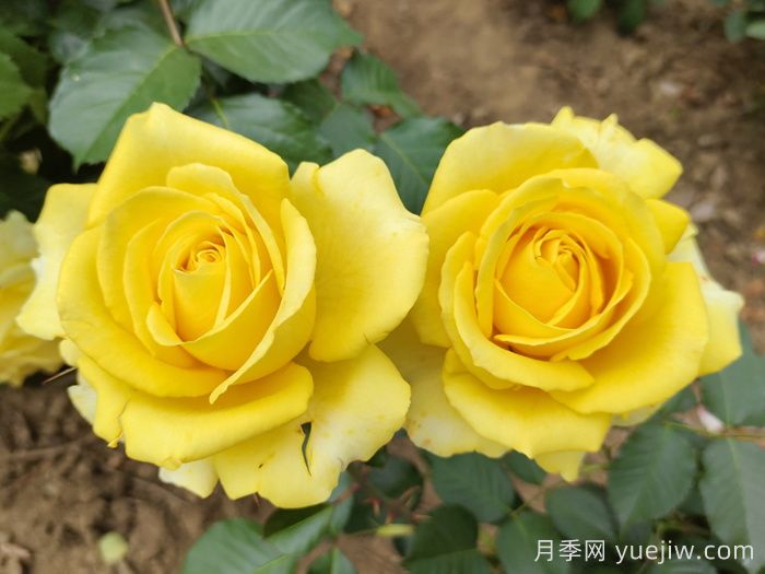 关于月季花颜色寓意，你不知道的花语(图3)