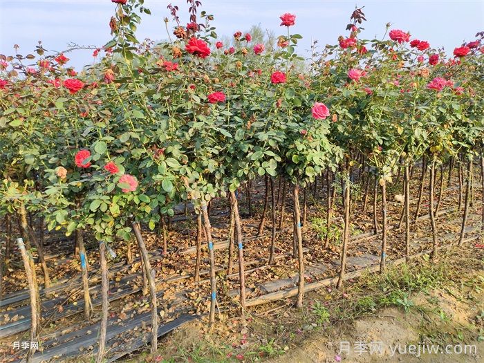 新手养月季避开三大坑,不养成繁花大月季(图3) 新手养月季避开三大坑,不养成繁花大月季(图3)