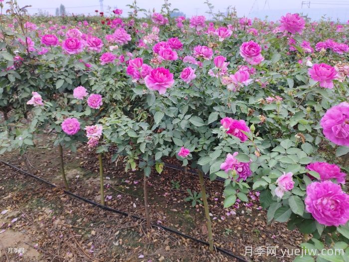 浇水施肥用土，避开雷区养好月季(图1)