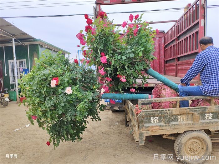 苗木行业需不需要苗贩子经纪人(图1)