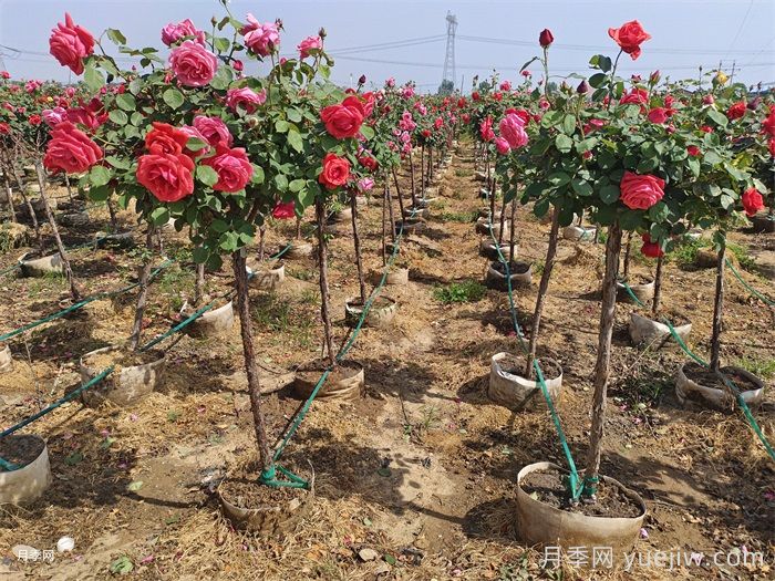 苗木人赚钱不能错过造林工程机遇(图1)