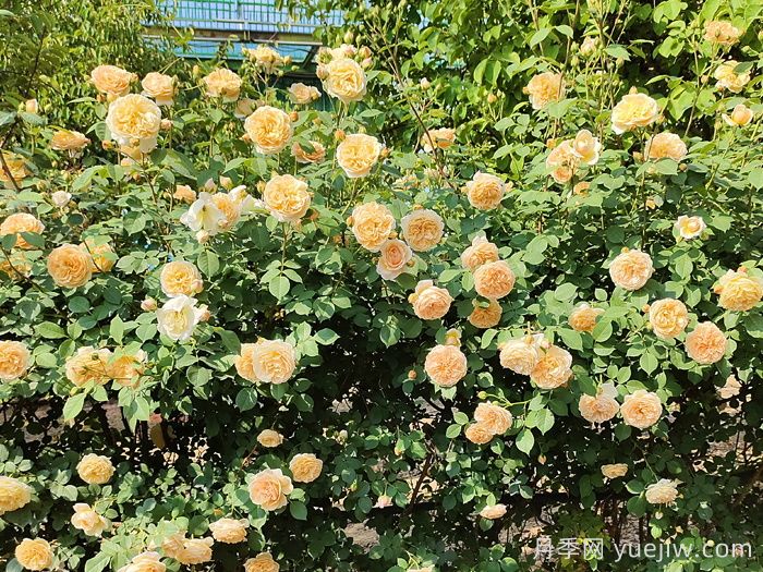 为什么藤本月季价格差别大？看完分析就知道(图3)