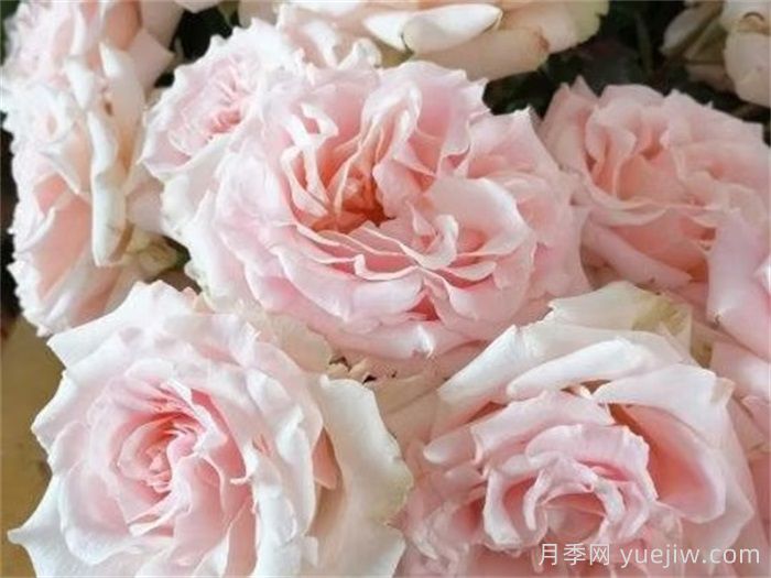 新婚爱人月季介绍和优缺点(图1)