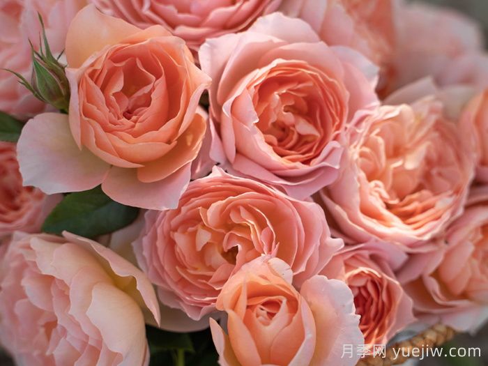 杏让月季介绍和优缺点(图1)