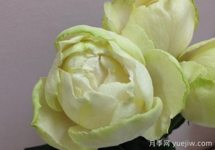 伊芙雪之香水月季介绍和优缺点(图1) 伊芙雪之香水月季介绍和优缺点(图1)