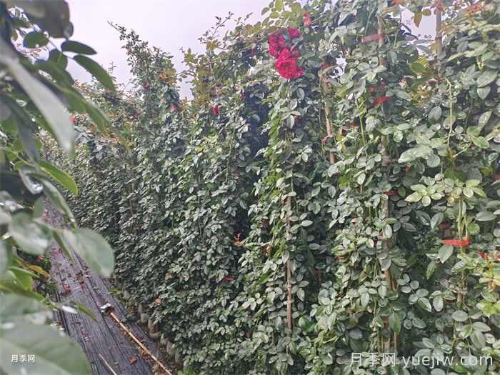藤本月季多少钱一棵？南阳藤本月季基地报价行情(图2)