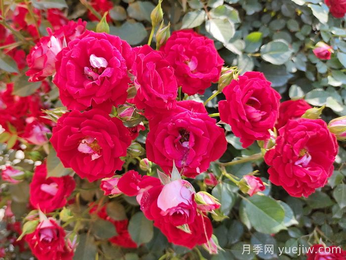 德国科德斯月季育种公司，抗病月季品种制造机(图4)