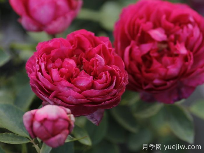 伊芙胭脂香水月季介绍和优缺点(图1) 伊芙胭脂香水月季介绍和优缺点(图1)