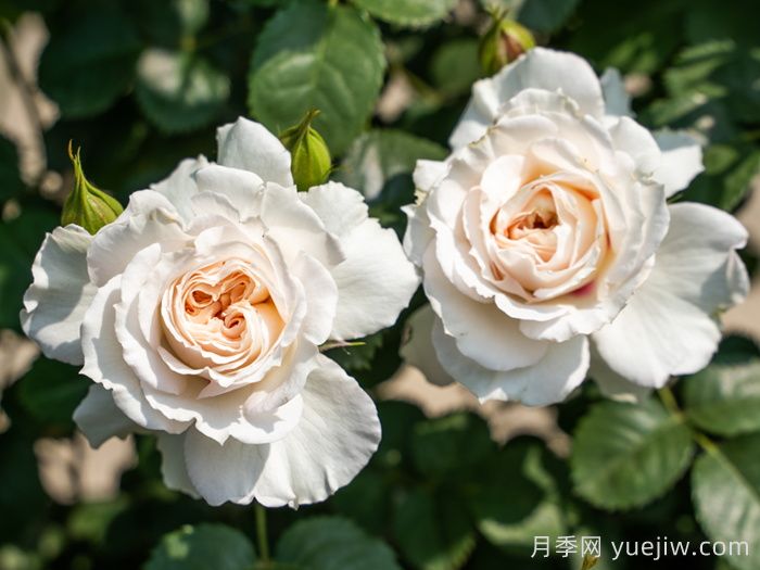 剪秋水月季介绍和优缺点(图1)