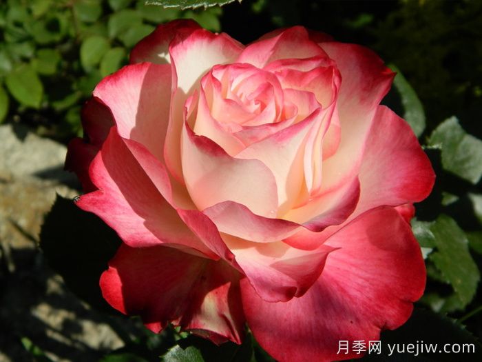 总结4种盆栽月季，好看好养惊艳时光(图4)