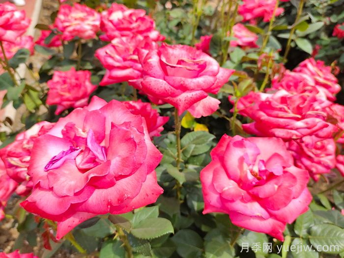 月季花的风水学应用(图1)
