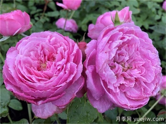 月季花什么品种好看？9大惊艳的月季品种(图3)
