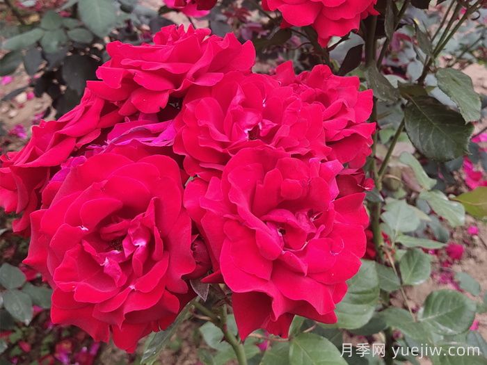 花中皇后，月季花有什么功效与作用？(图1)