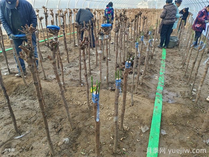 月季树嫁接详细教程，实现一树多花(图2)