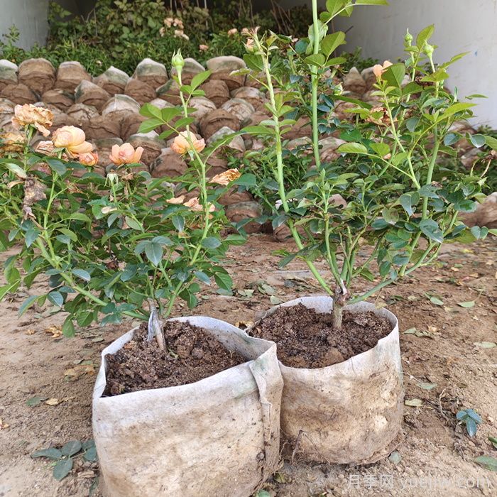 月季修剪有技巧，掌握要点复花快能开好几茬(图1)