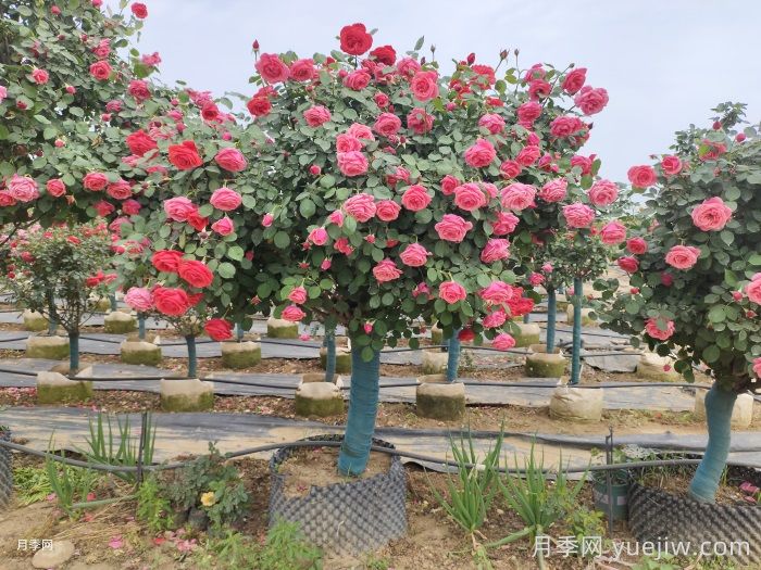 养花届的新宠儿树状月季,南阳月季树好不好养呢?(图2) 养花届的新宠儿树状月季,南阳月季树好不好养呢?(图2)