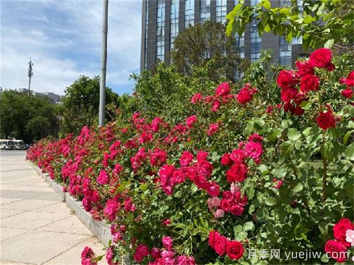 红地毯月季(图1)