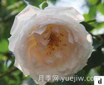 天山之光月季(图1)