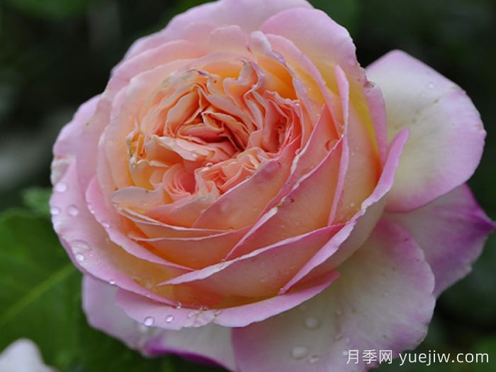 别养普通月季花了,推荐3款会变色的月季(图2) 别养普通月季花了,推荐3款会变色的月季(图2)