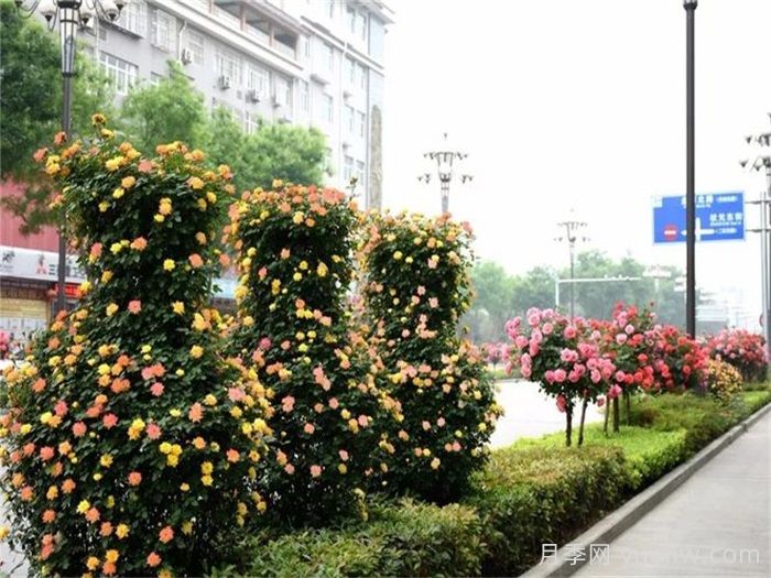 造型月季花球在城市园林绿化中的应用(图2)
