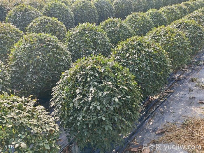 造型月季花球在城市园林绿化中的应用(图3)