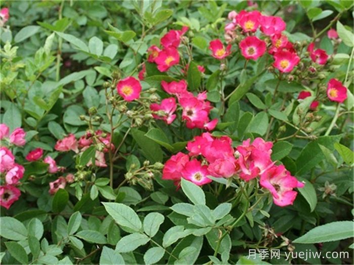 地被月季：城乡绿化园林美化的优秀选择（附常用品种）(图3)